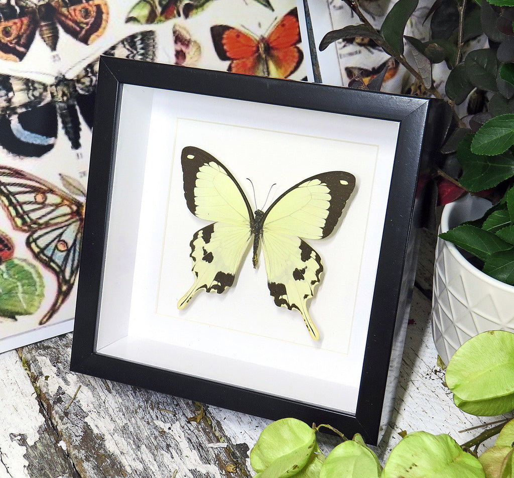 Papilio Dardanus Matt
