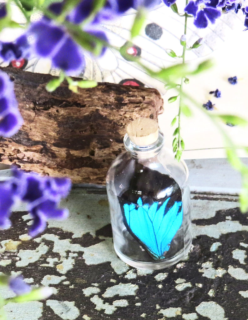 Papilio ulysses butterfly wing in bottle